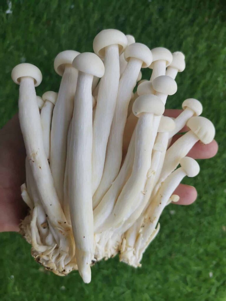 Enoki Mushroom