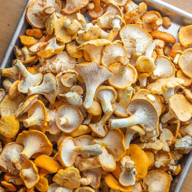 chanterelles_