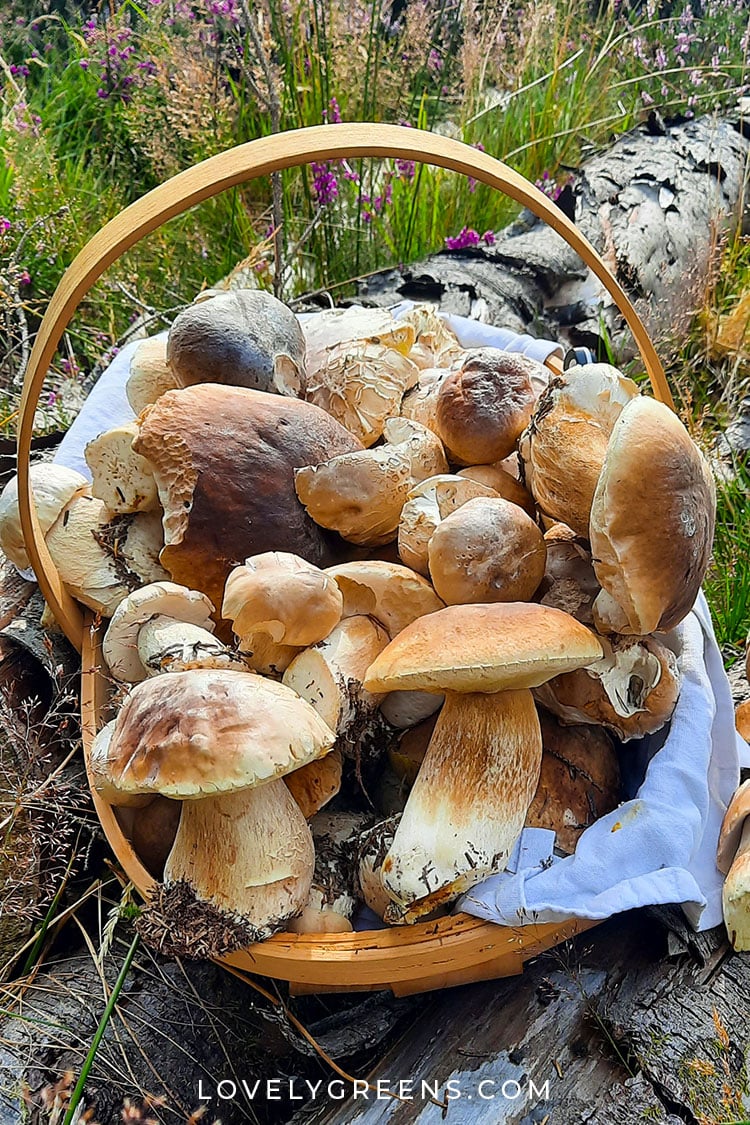 Porcini Mushroom