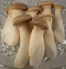 King Trumpet Mushroom