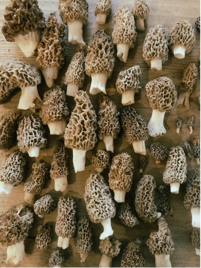 Morel Mushroom