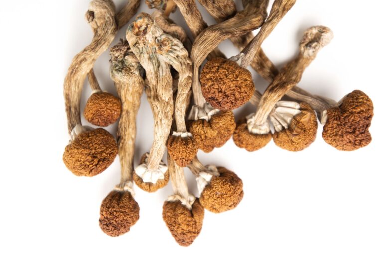 Psilocybin Mushrooms