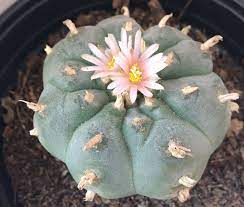 peyote-cactus