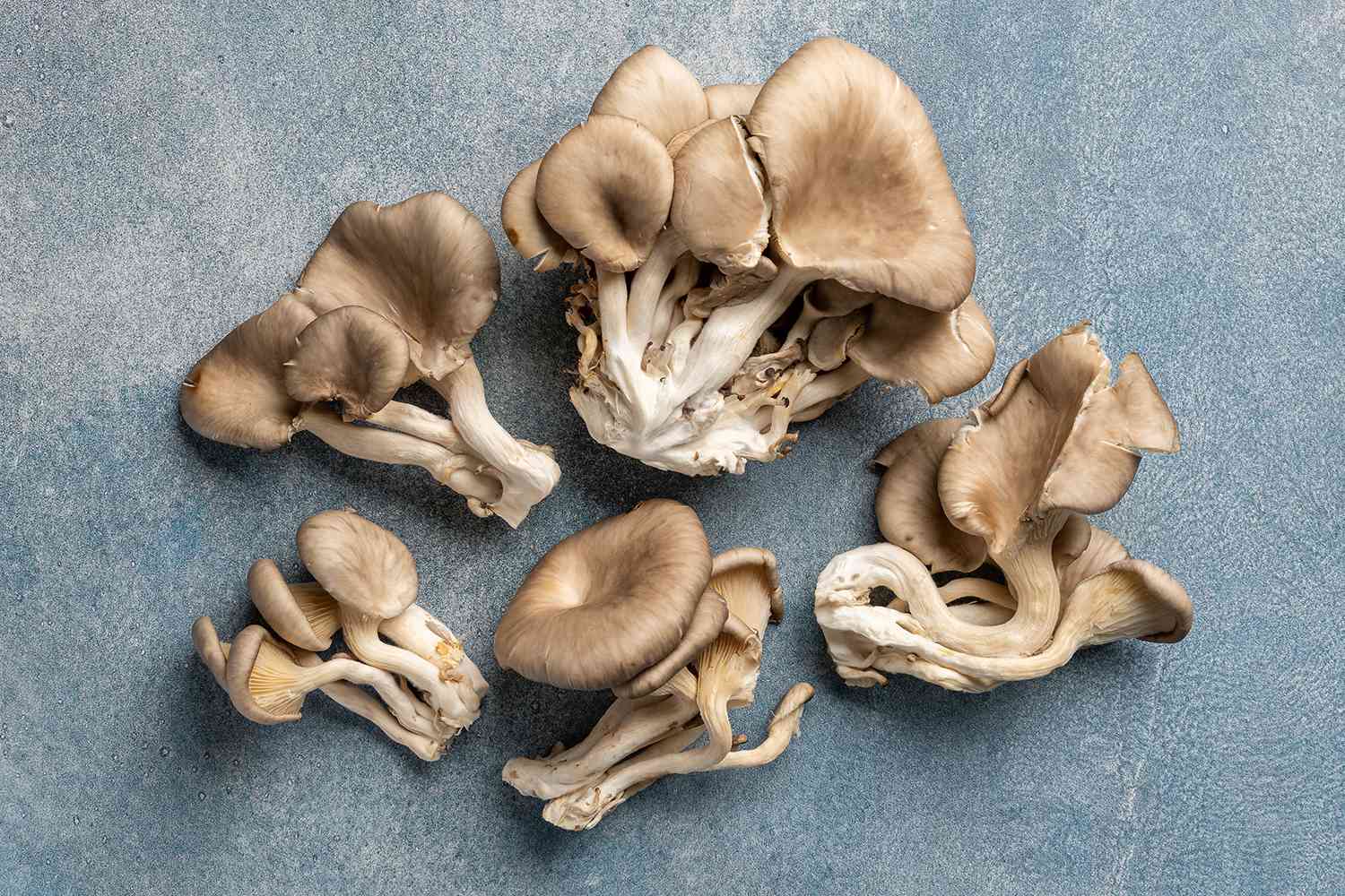 Oyster Mushroom