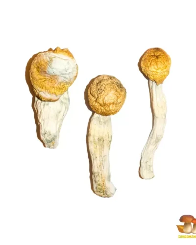 penis envy mushroom
