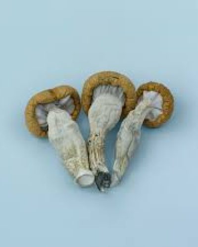 magic mushroom gummies near me​