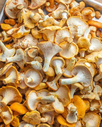 Chanterelle Mushroom
