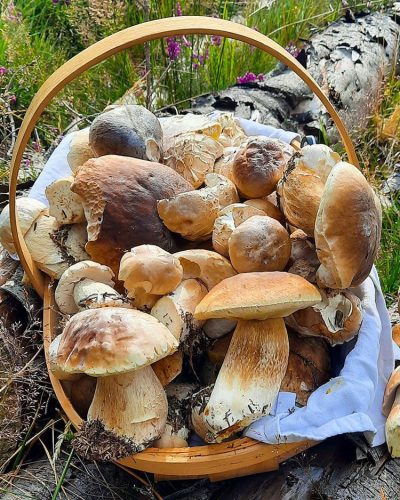 Porcini Mushroom