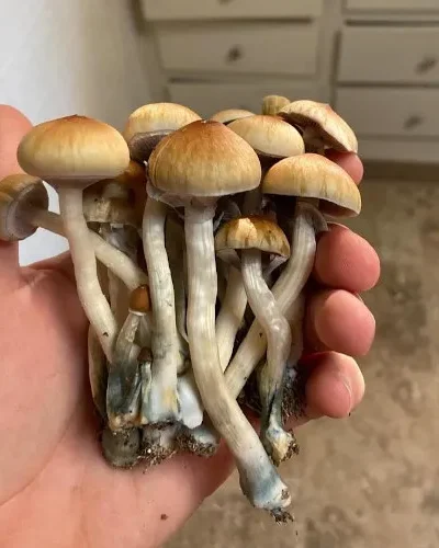 Golden Teacher Mushroom