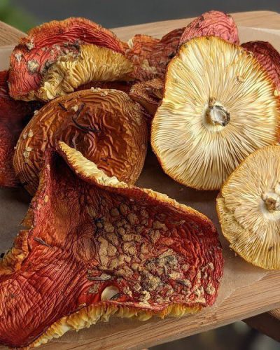 Amanita muscaria
