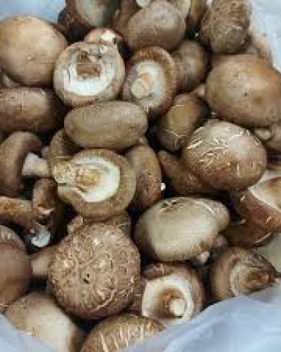 Shiitake Mushroom