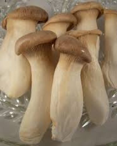 King Trumpet Mushroom