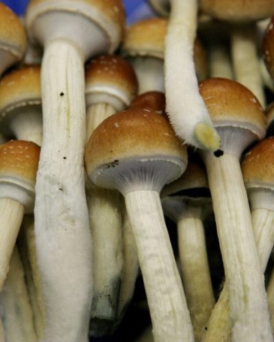 Liberty Caps