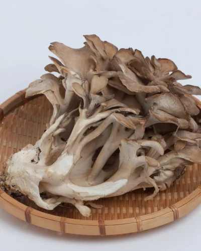 Maitake Mushroom