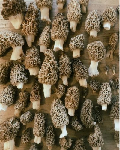 Morel Mushroom