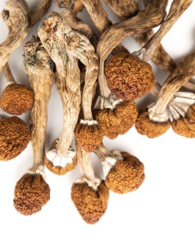 Psilocybin Mushrooms