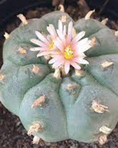 Peyote Cactus