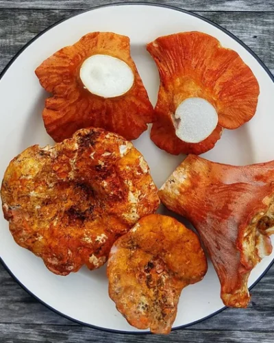 Lobster Mushroom