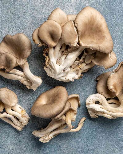 Oyster Mushroom